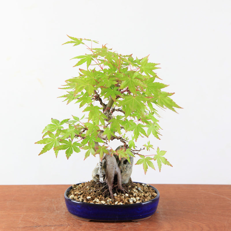 Acer Palmatum Bonsai op Steen kopen