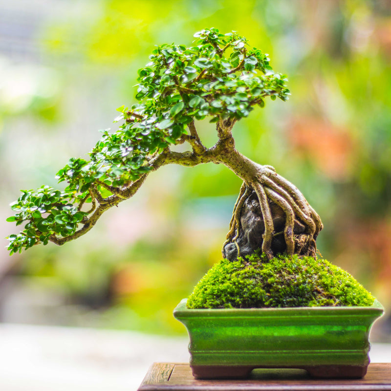Bonsai