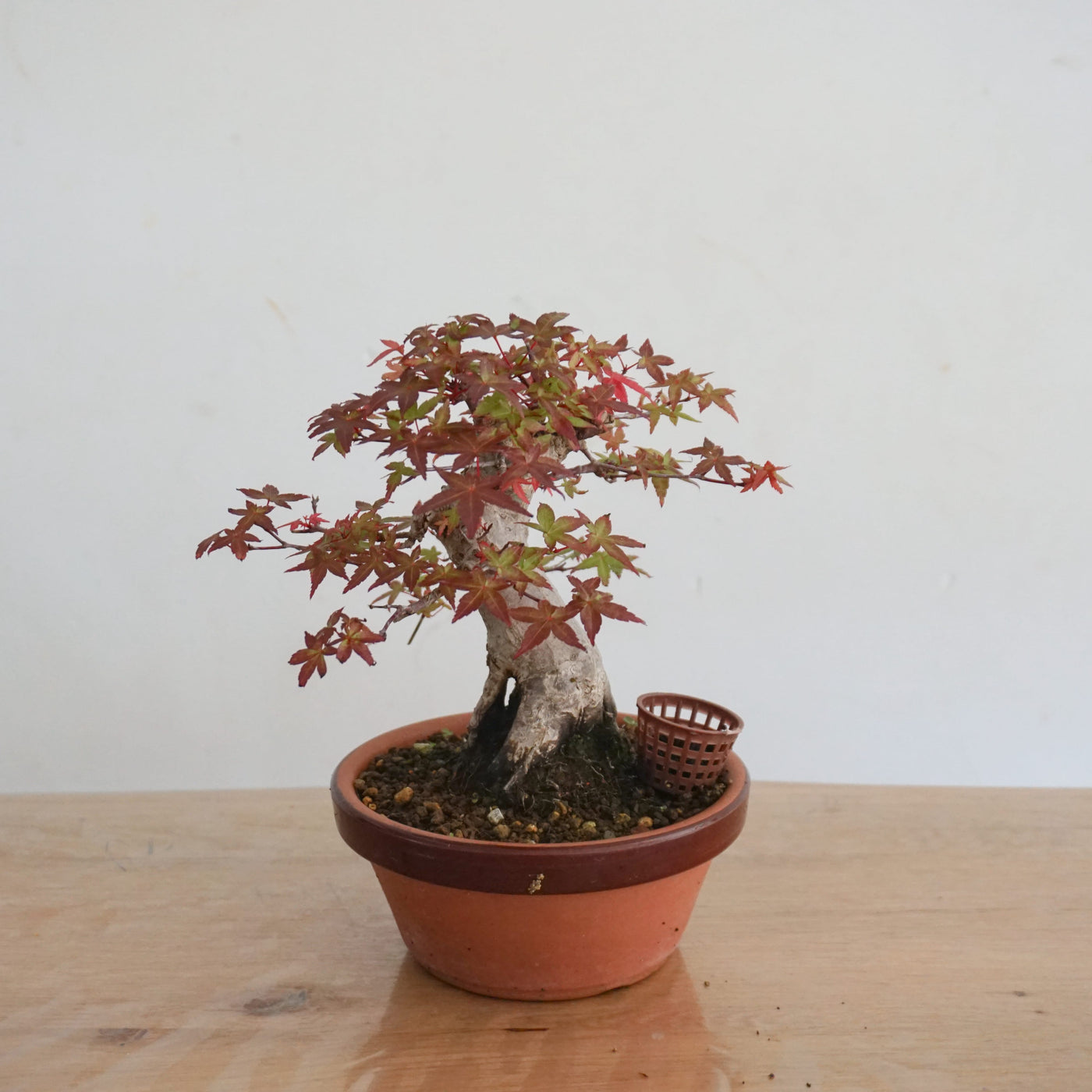 Bonsai Acer Palmatum Deshojo