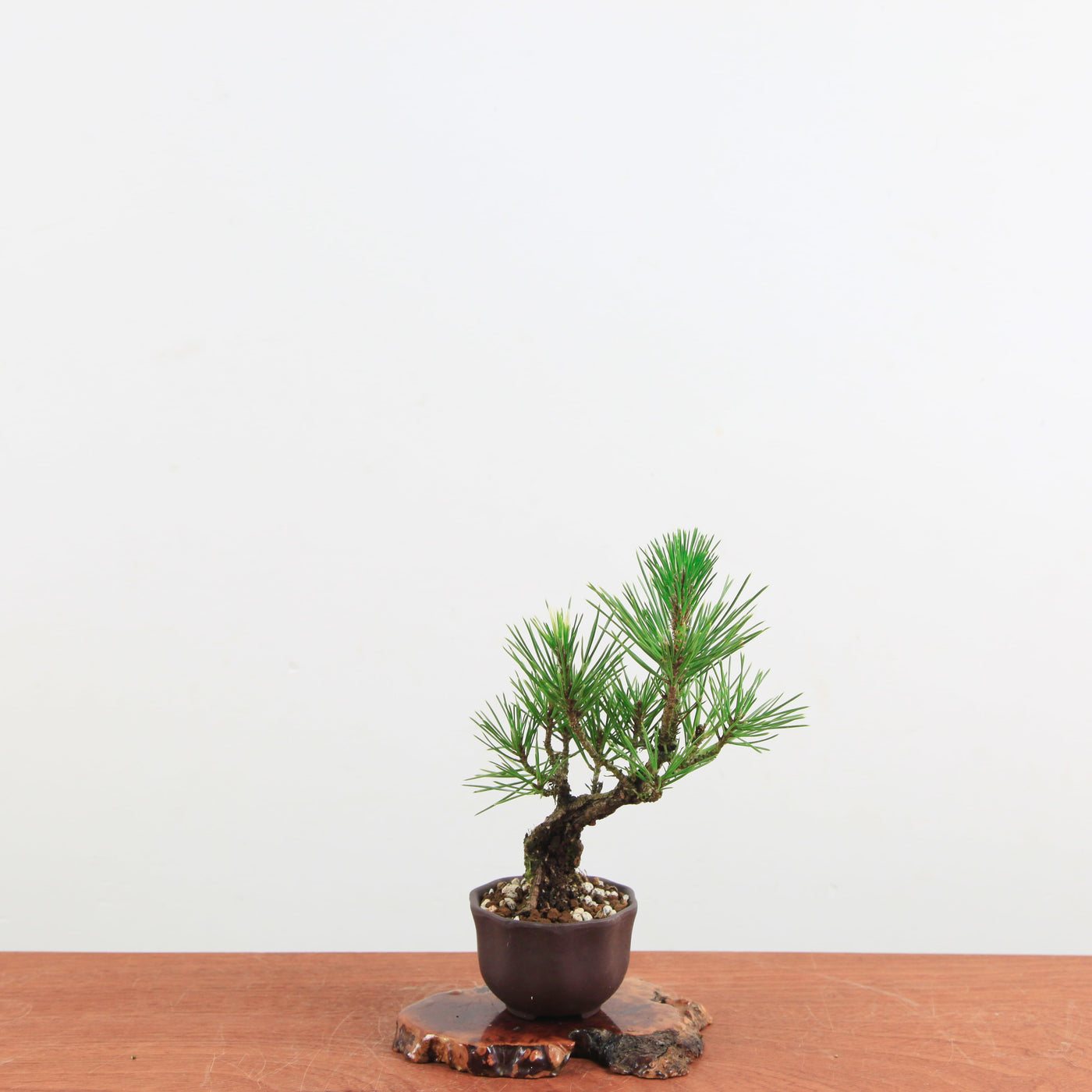 Bonsai Pinus thunbergii 'Kurume zwarte den' Corticosa