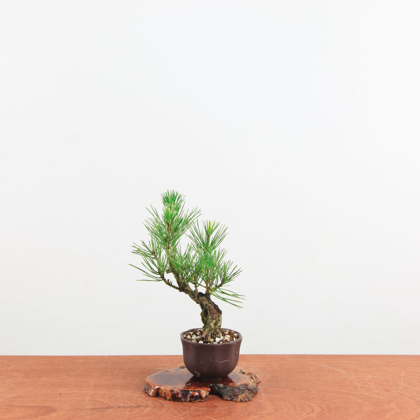 Bonsai Pinus thunbergii 'Kurume zwarte den' Corticosa