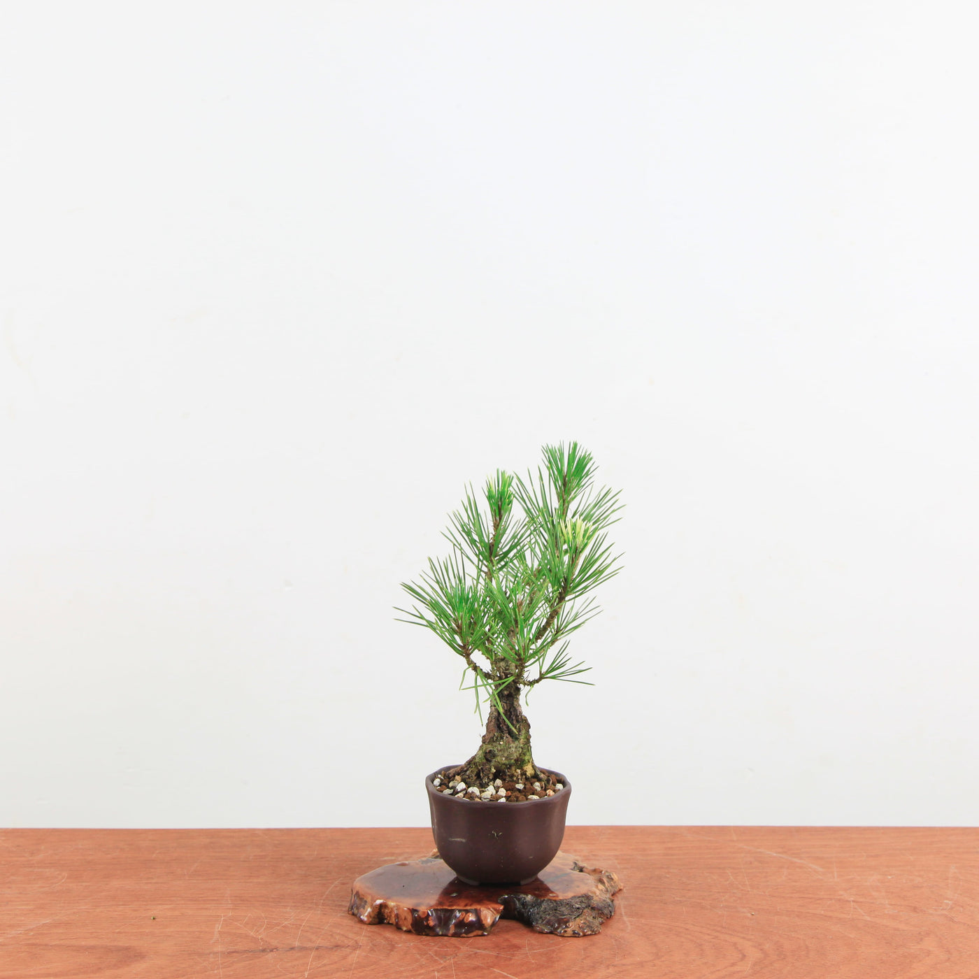 Bonsai Pinus thunbergii 'Kurume zwarte den' Corticosa