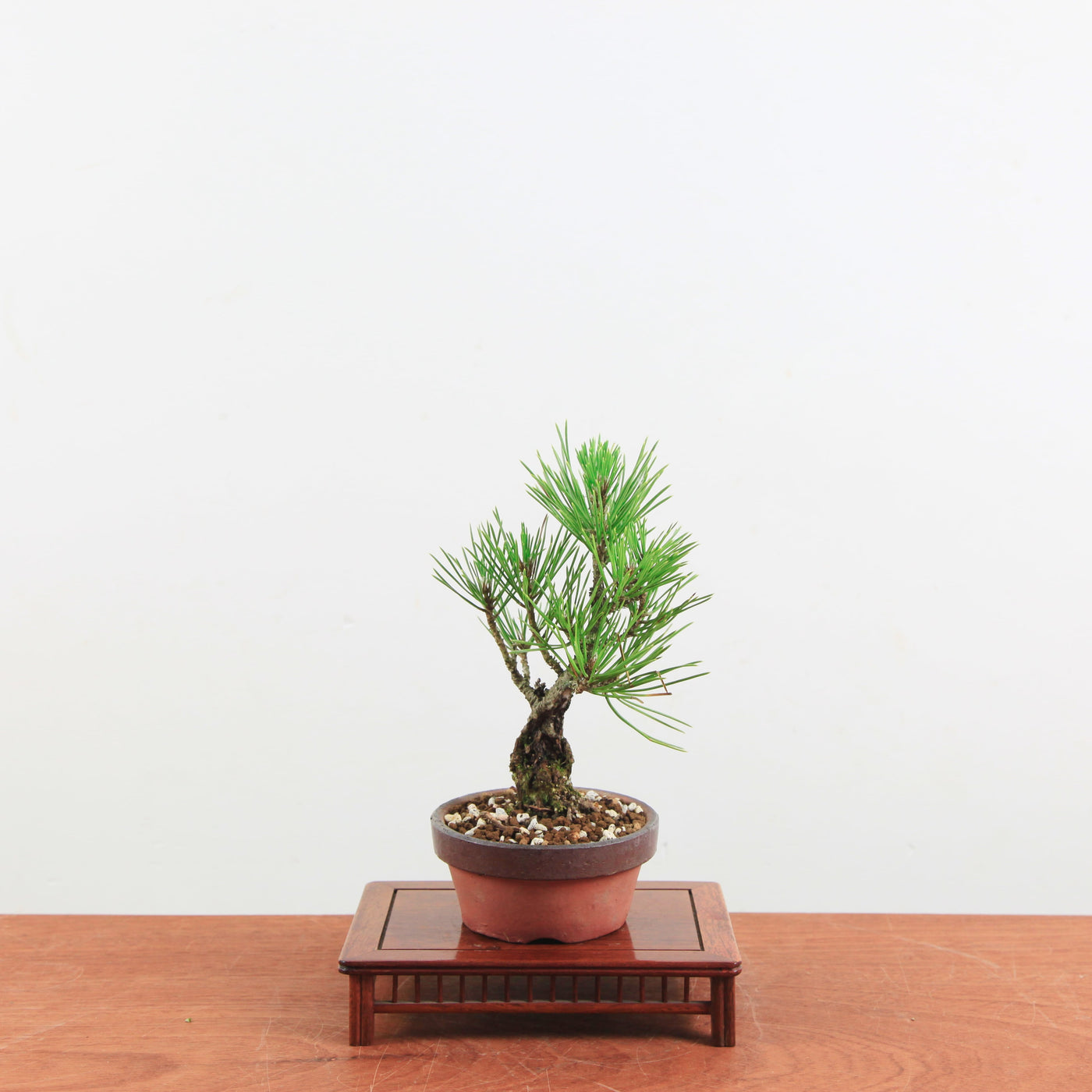 Bonsai Pinus thunbergii 'Kurume zwarte den' Corticosa