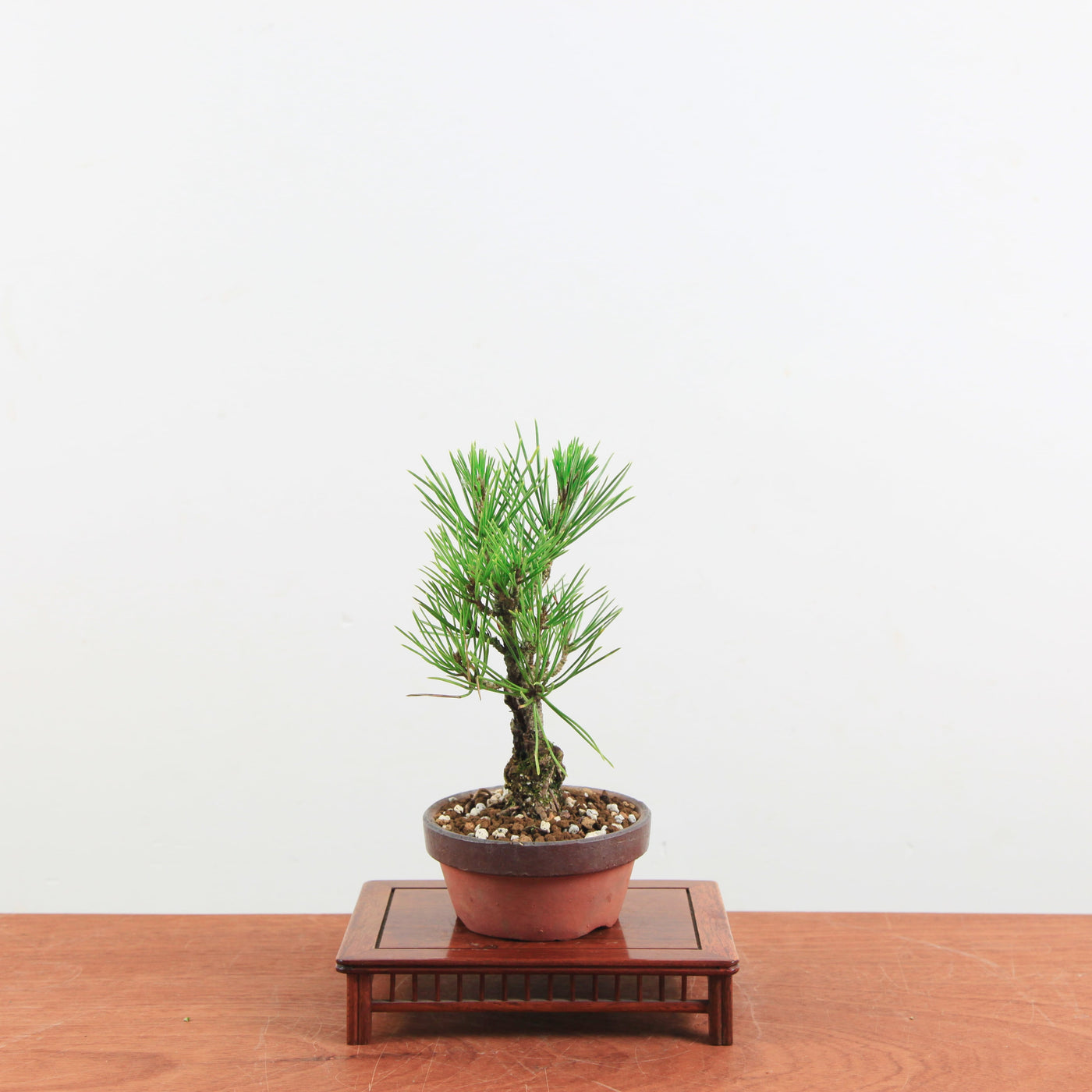 Bonsai Pinus thunbergii 'Kurume zwarte den' Corticosa