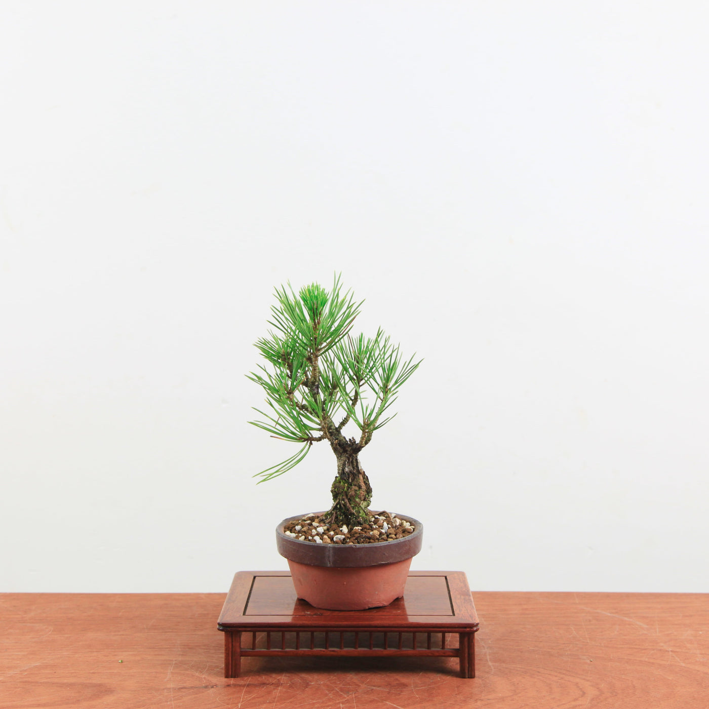 Bonsai Pinus thunbergii 'Kurume zwarte den' Corticosa