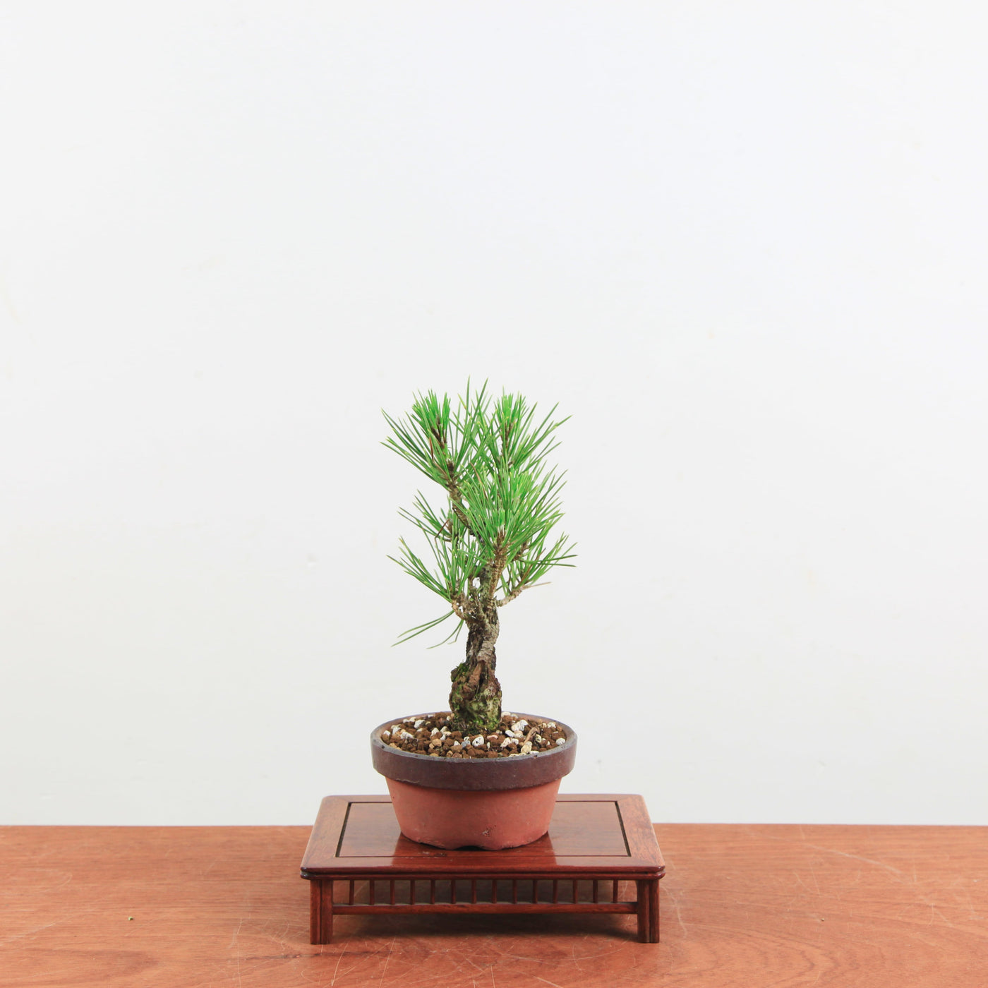 Bonsai Pinus thunbergii 'Kurume zwarte den' Corticosa