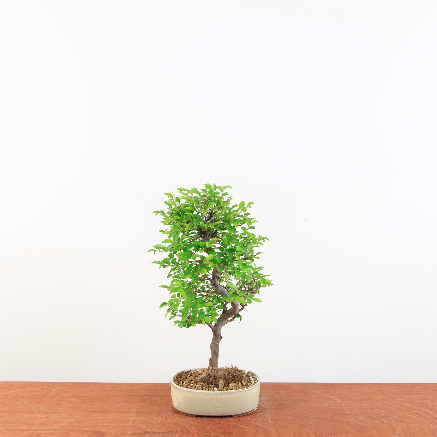 Bonsai Ulmus Parvifolia 'Japanse iep'
