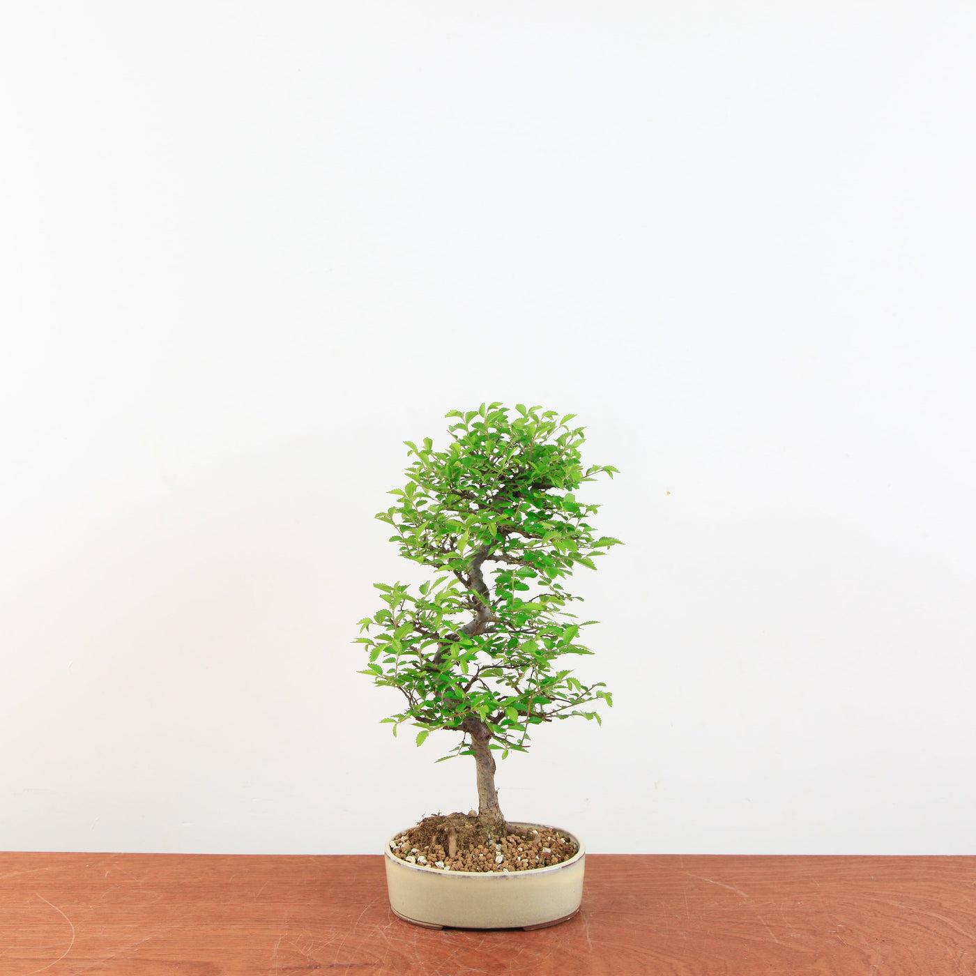 Bonsai Ulmus Parvifolia 'Japanse iep'