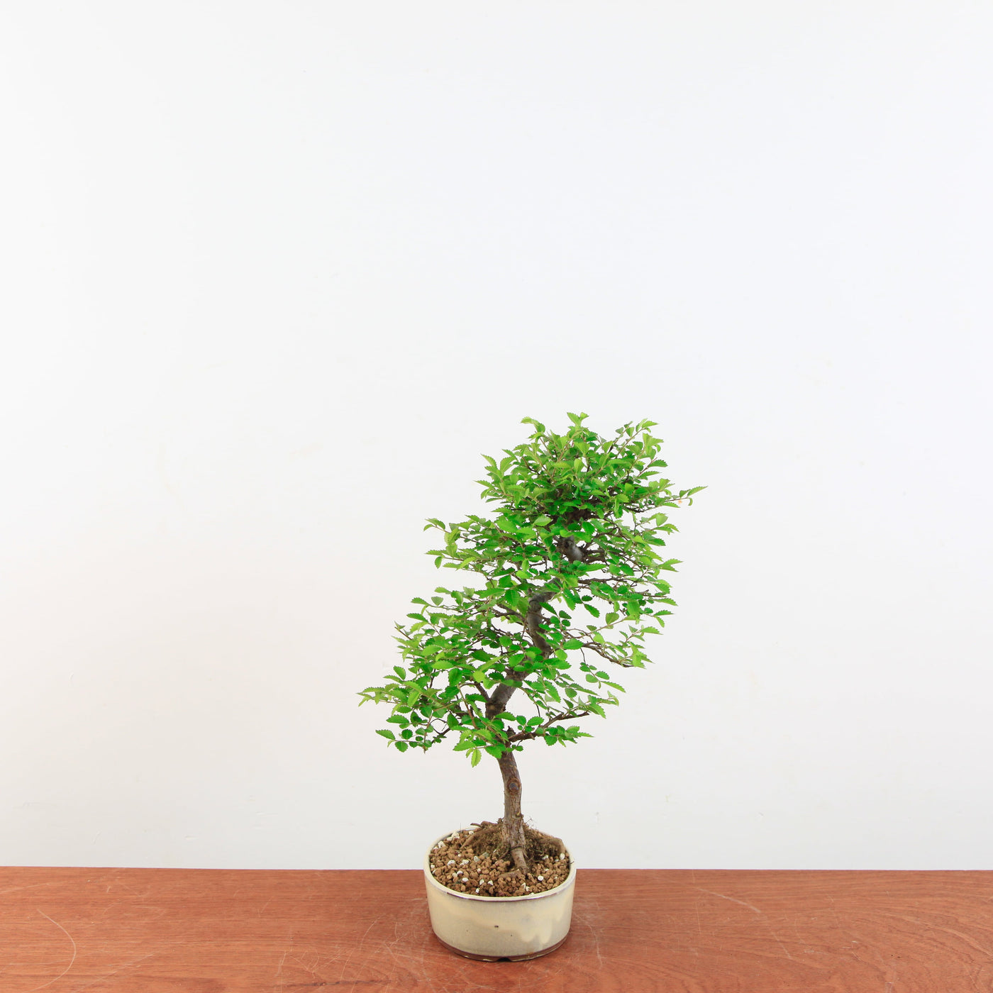 Bonsai Ulmus Parvifolia 'Japanse iep'