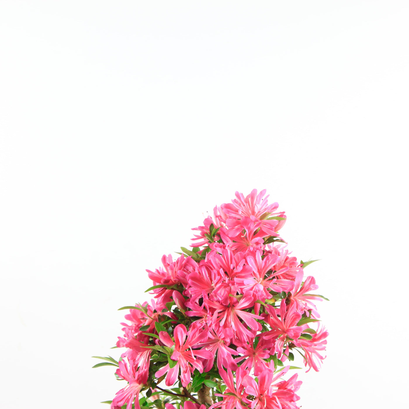 Bonsai Azalea 'De Satsuki' Hanabin