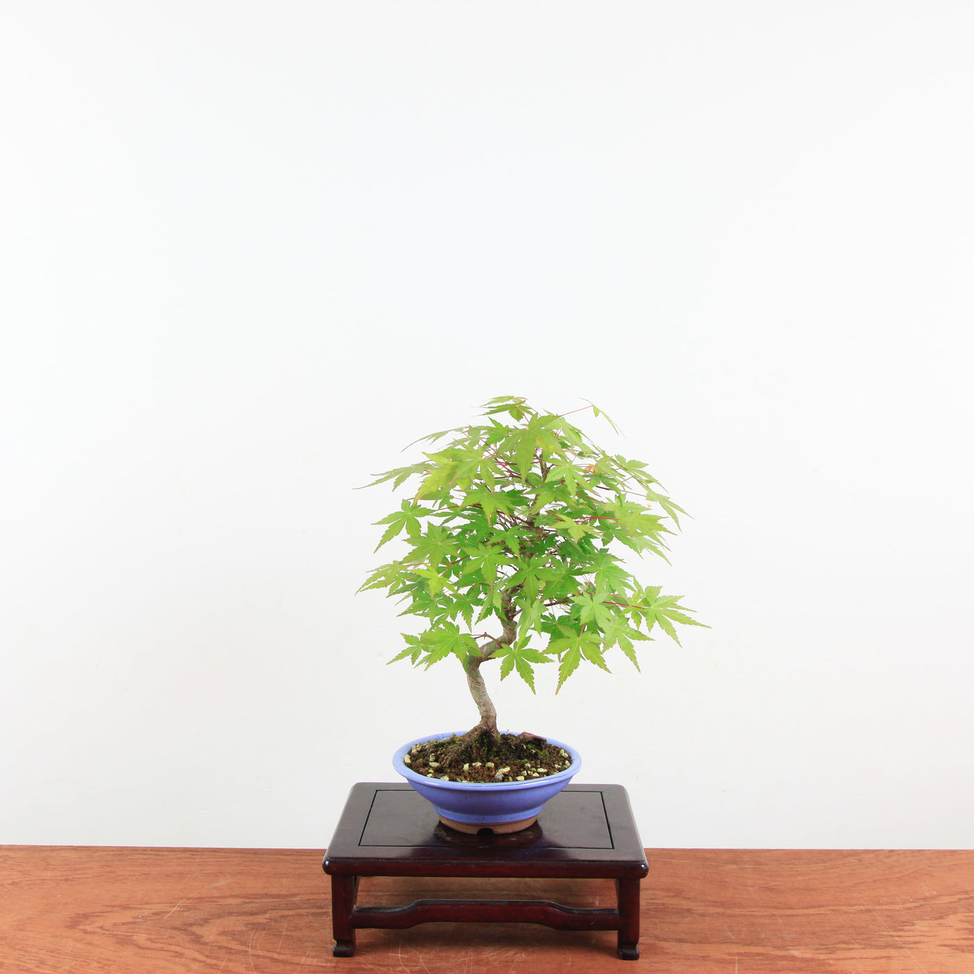 Bonsai Acer Palmatum 'Japanse esdoorn'
