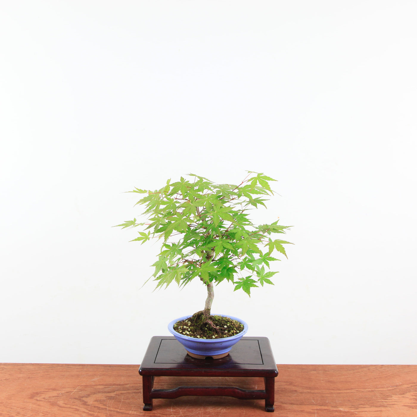 Bonsai Acer Palmatum 'Japanse esdoorn'