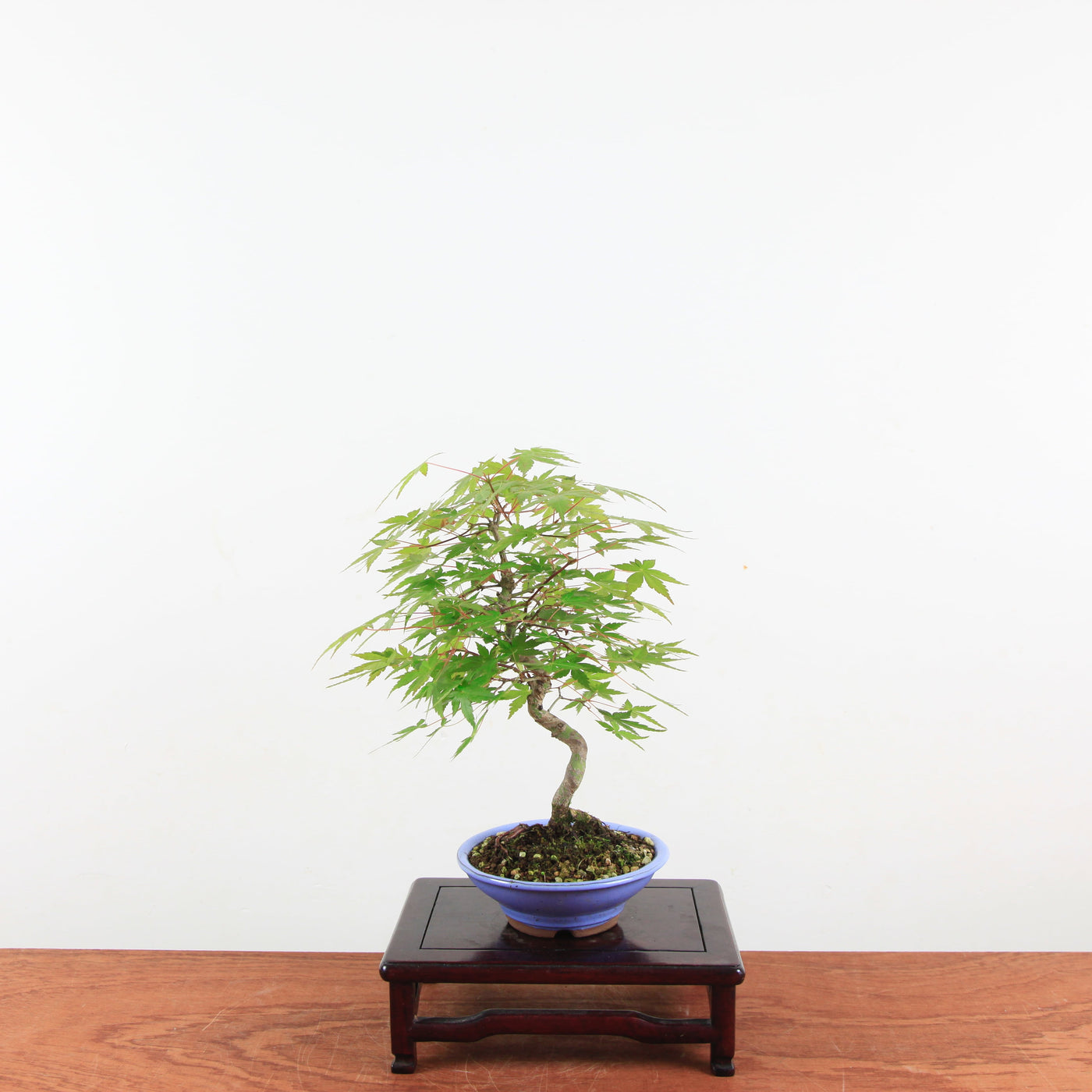 Bonsai Acer Palmatum 'Japanse esdoorn'