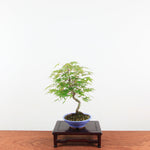 Bonsai Acer Palmatum 'Japanse esdoorn'