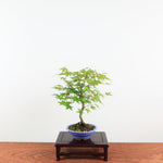 Bonsai Acer Palmatum 'Japanse esdoorn'