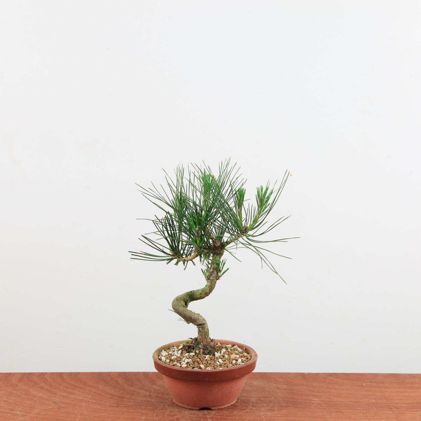 Bonsai Pinus thunbergii 'Japanse zwarte den'