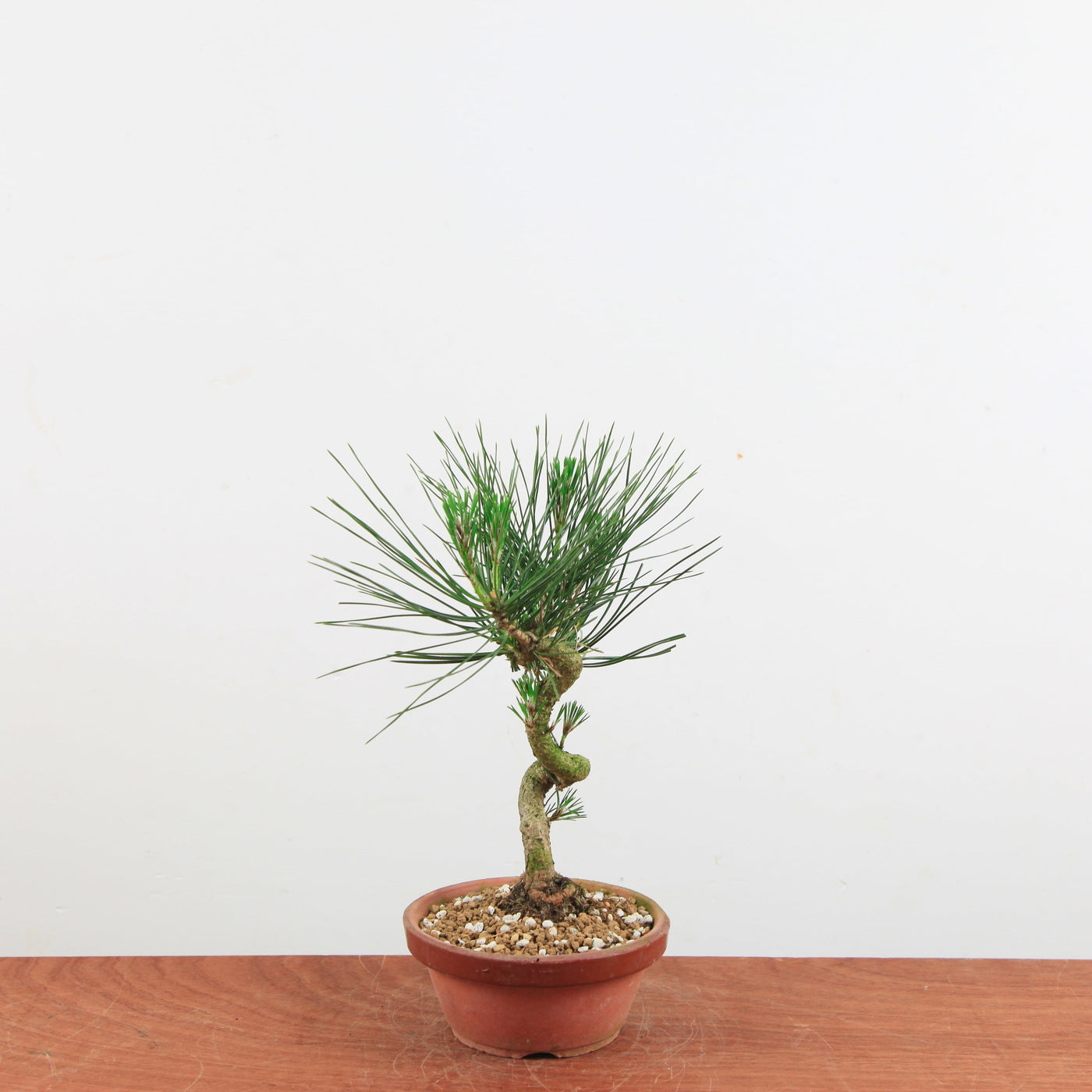 Bonsai Pinus thunbergii 'Japanse zwarte den'