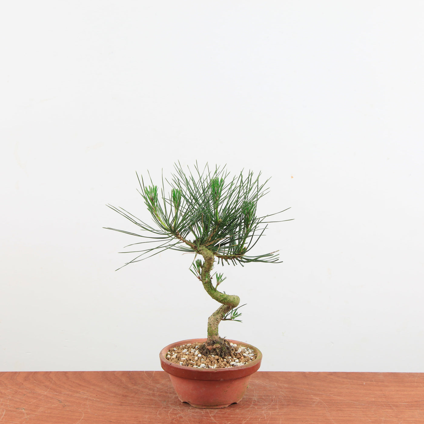 Bonsai Pinus thunbergii 'Japanse zwarte den'
