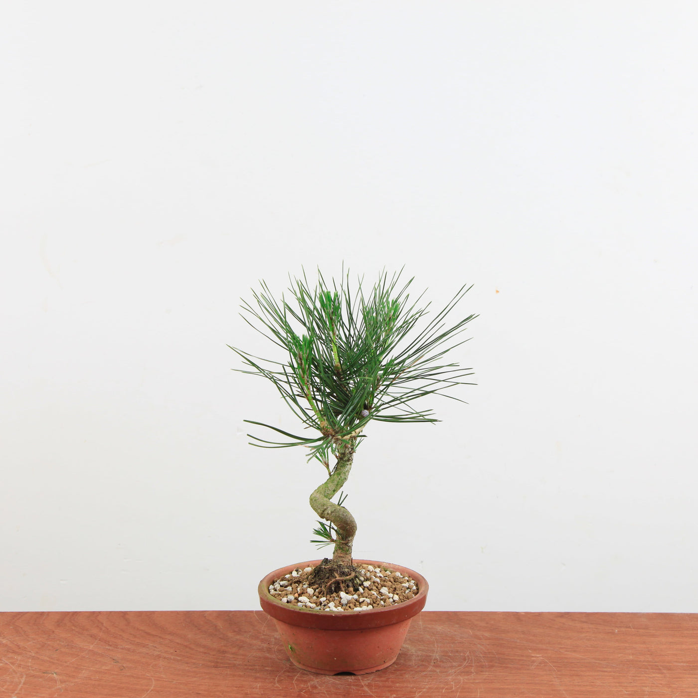 Bonsai Pinus thunbergii 'Japanse zwarte den'