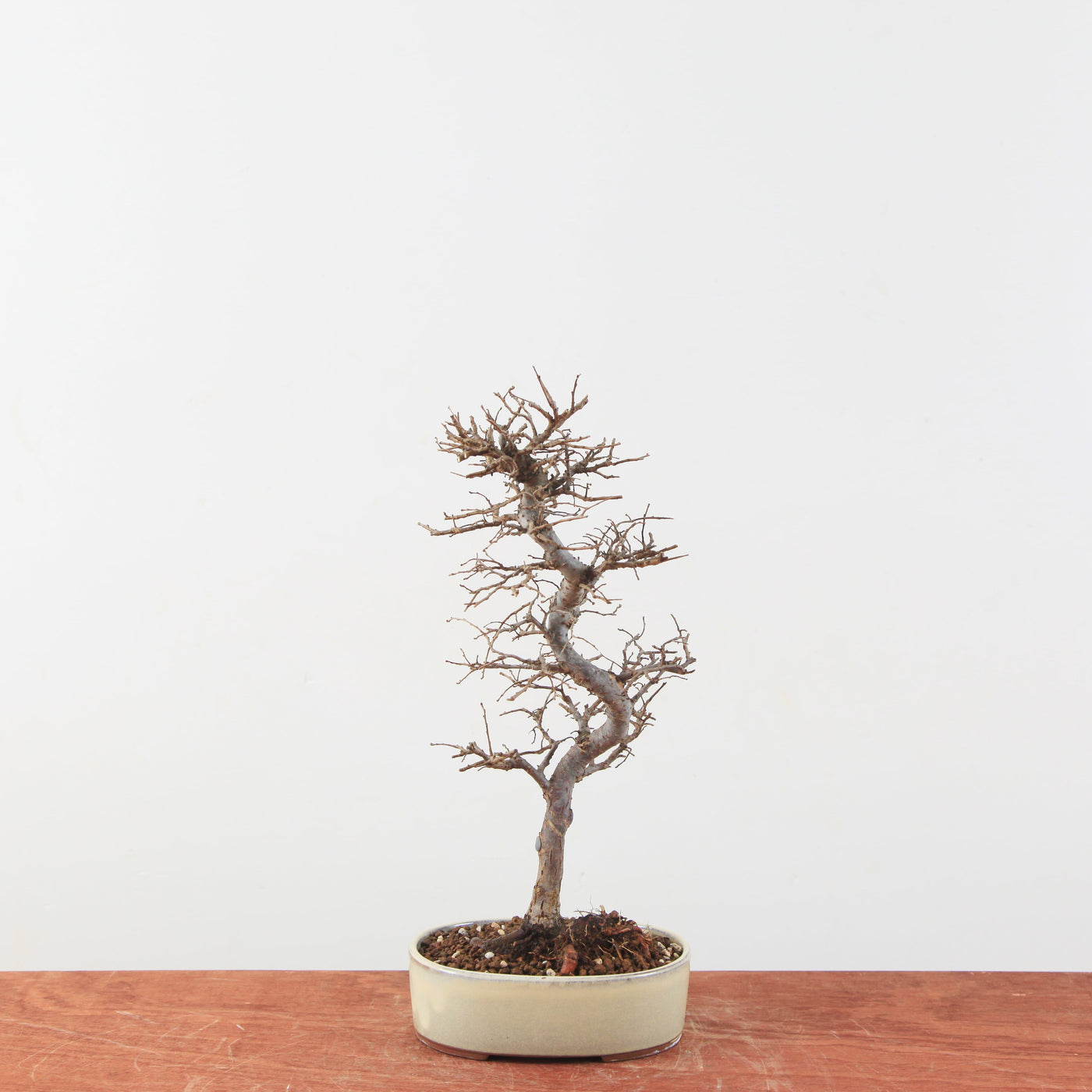 Bonsai Ulmus Parvifolia 'Japanse iep'