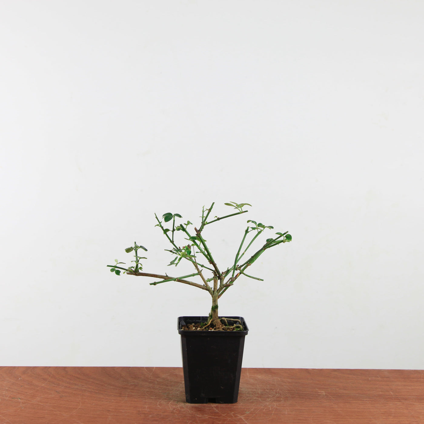 Jasminum nudiflorum 'winterjasmijn'