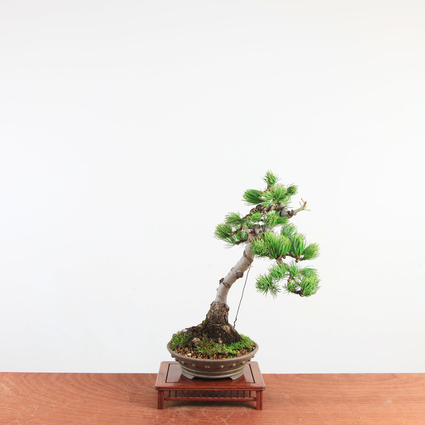 Bonsai Pinus parviflora 'De Japanse witte den'