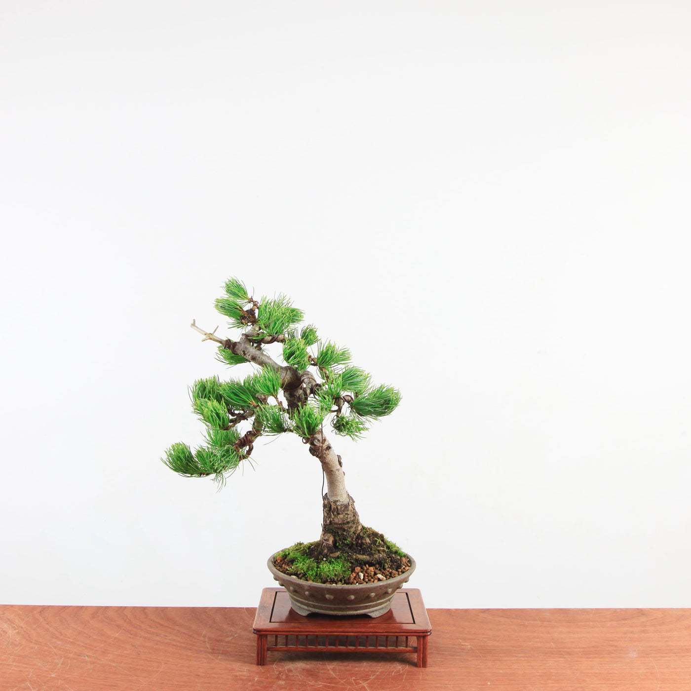 Bonsai Pinus parviflora 'De Japanse witte den'