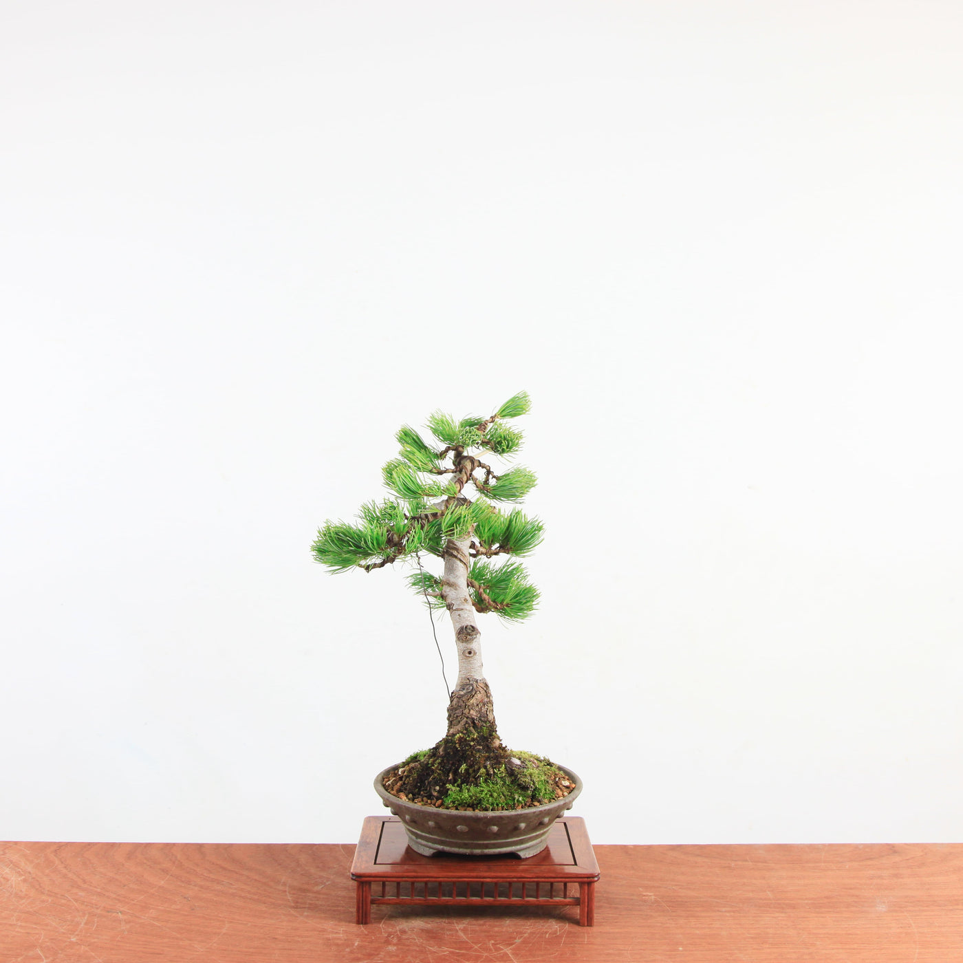 Bonsai Pinus parviflora 'De Japanse witte den'