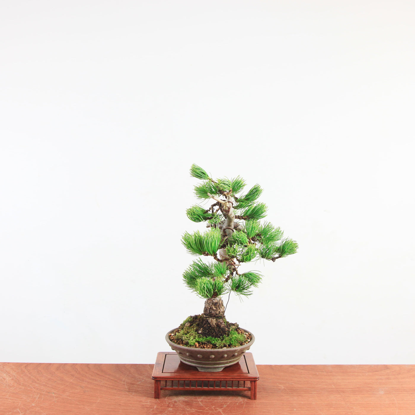 Bonsai Pinus parviflora 'De Japanse witte den'