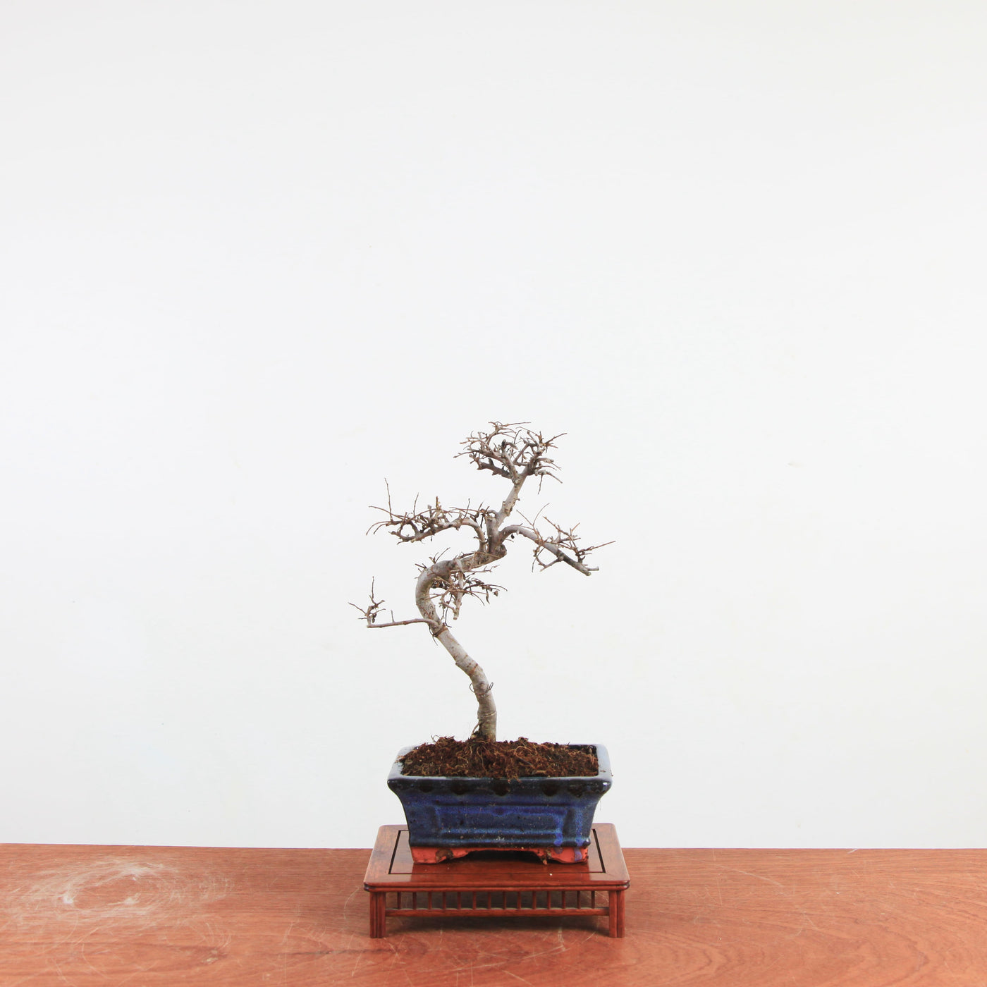 Bonsai Ulmus Parvifolia 'Chinese iep'