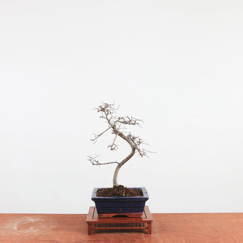 Bonsai Ulmus Parvifolia 'Chinese iep'