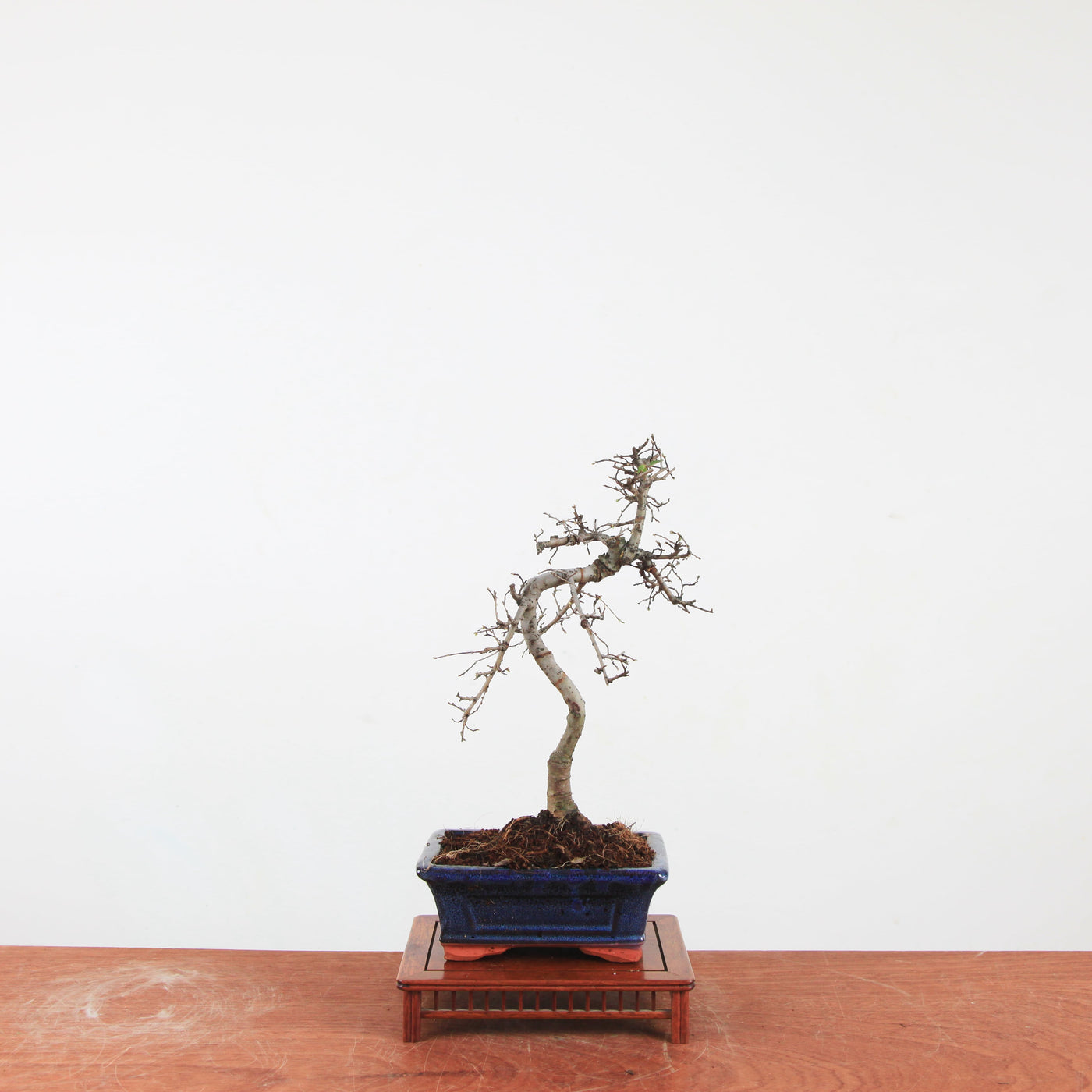 Bonsai Ulmus Parvifolia 'Chinese iep'