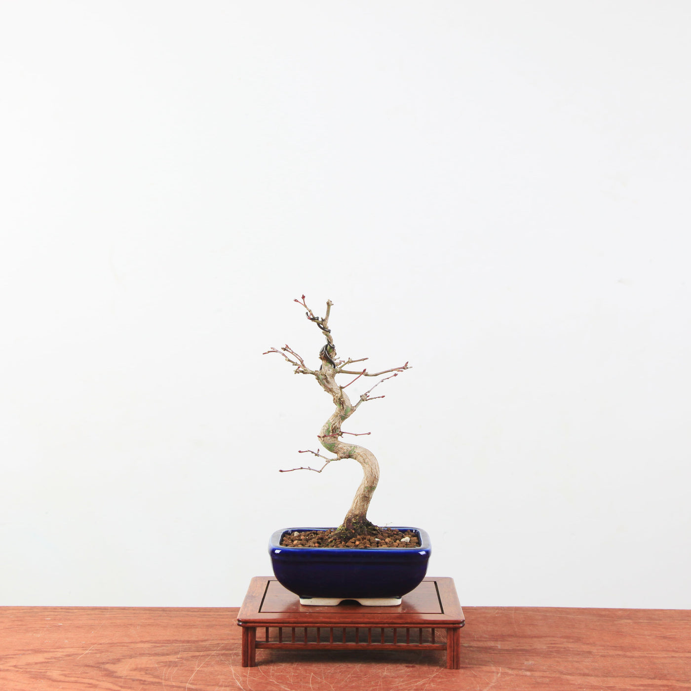 Bonsai Acer Palmatum 'Japanse esdoorn'