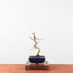 Bonsai Acer Palmatum 'Japanse esdoorn'