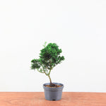 Chamaecyparis obtusa