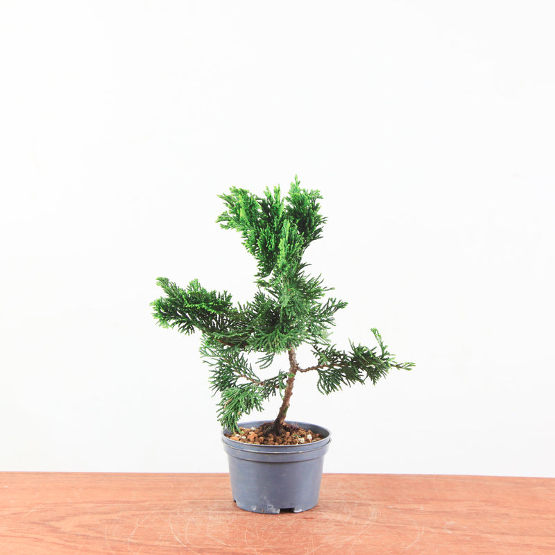 Chamaecyparis obtusa