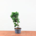 Chamaecyparis obtusa