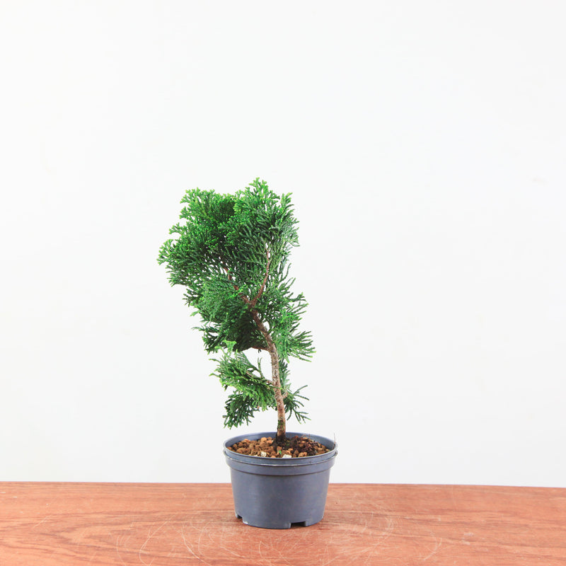 Chamaecyparis obtusa
