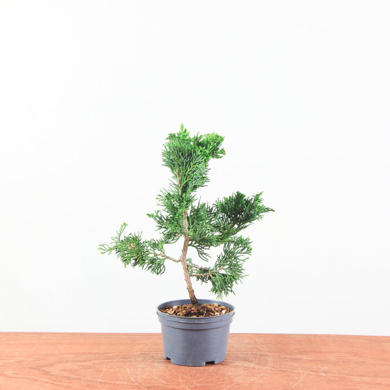 Chamaecyparis obtusa