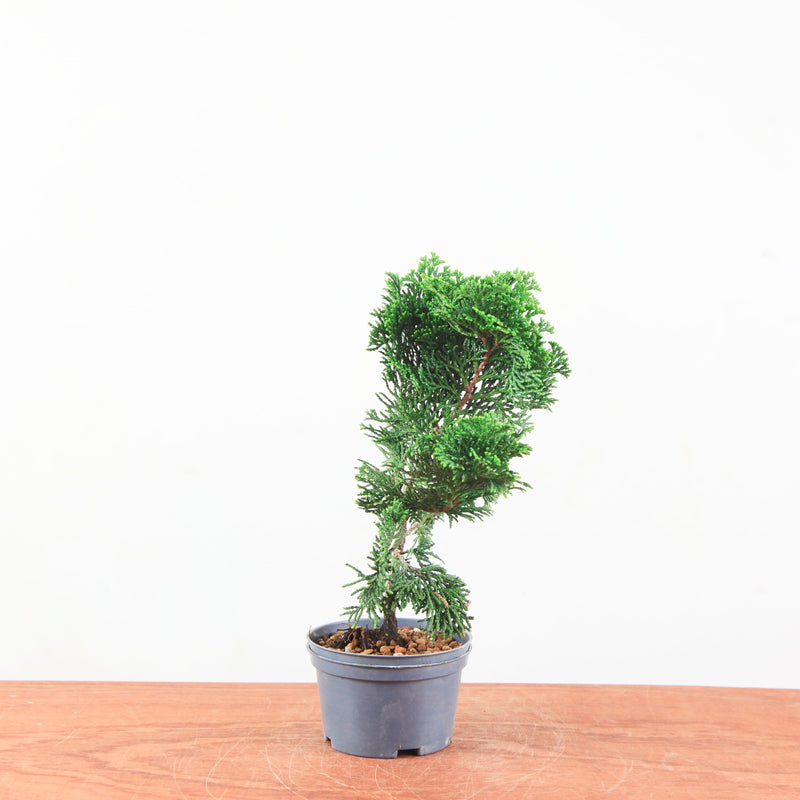 Chamaecyparis obtusa