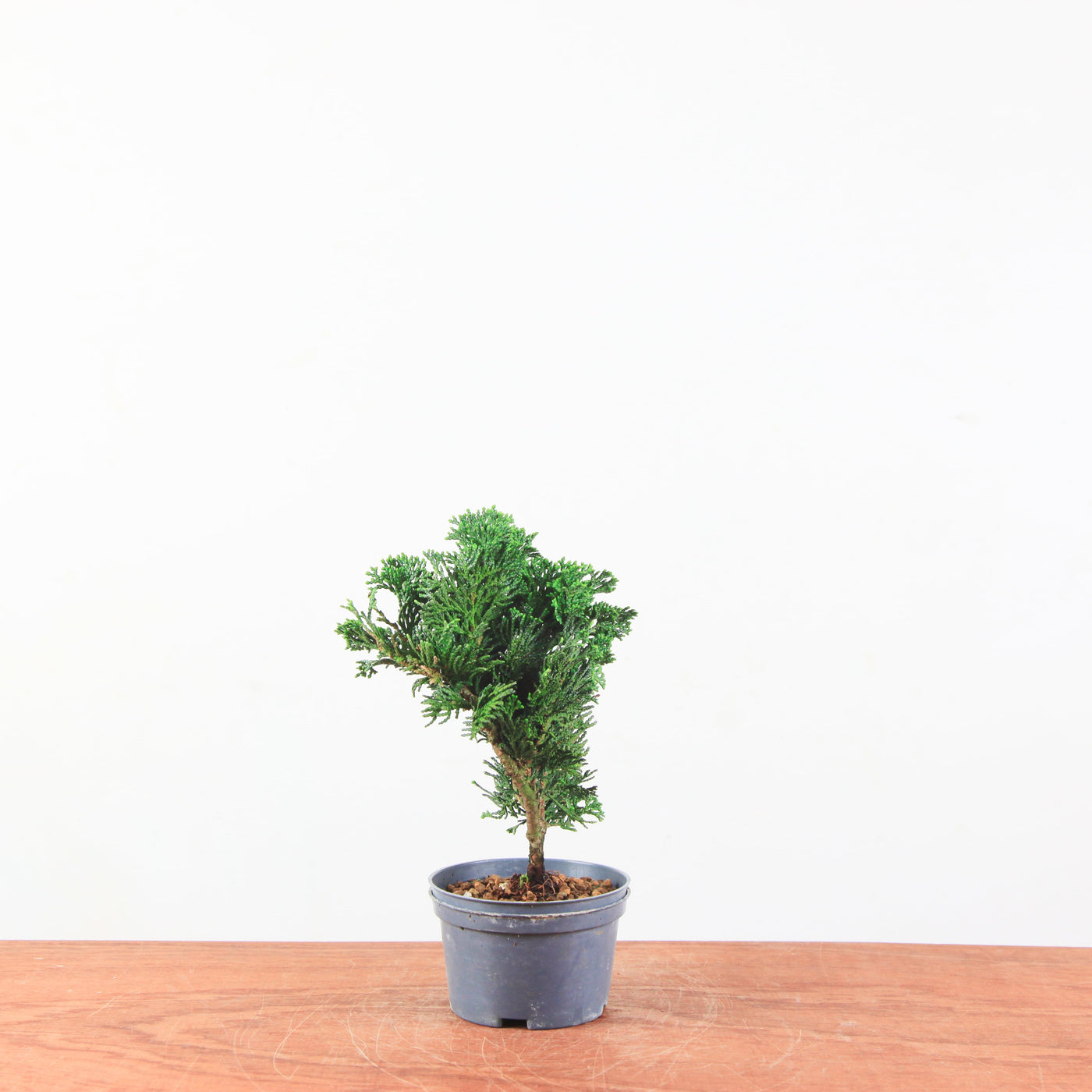 Chamaecyparis obtusa