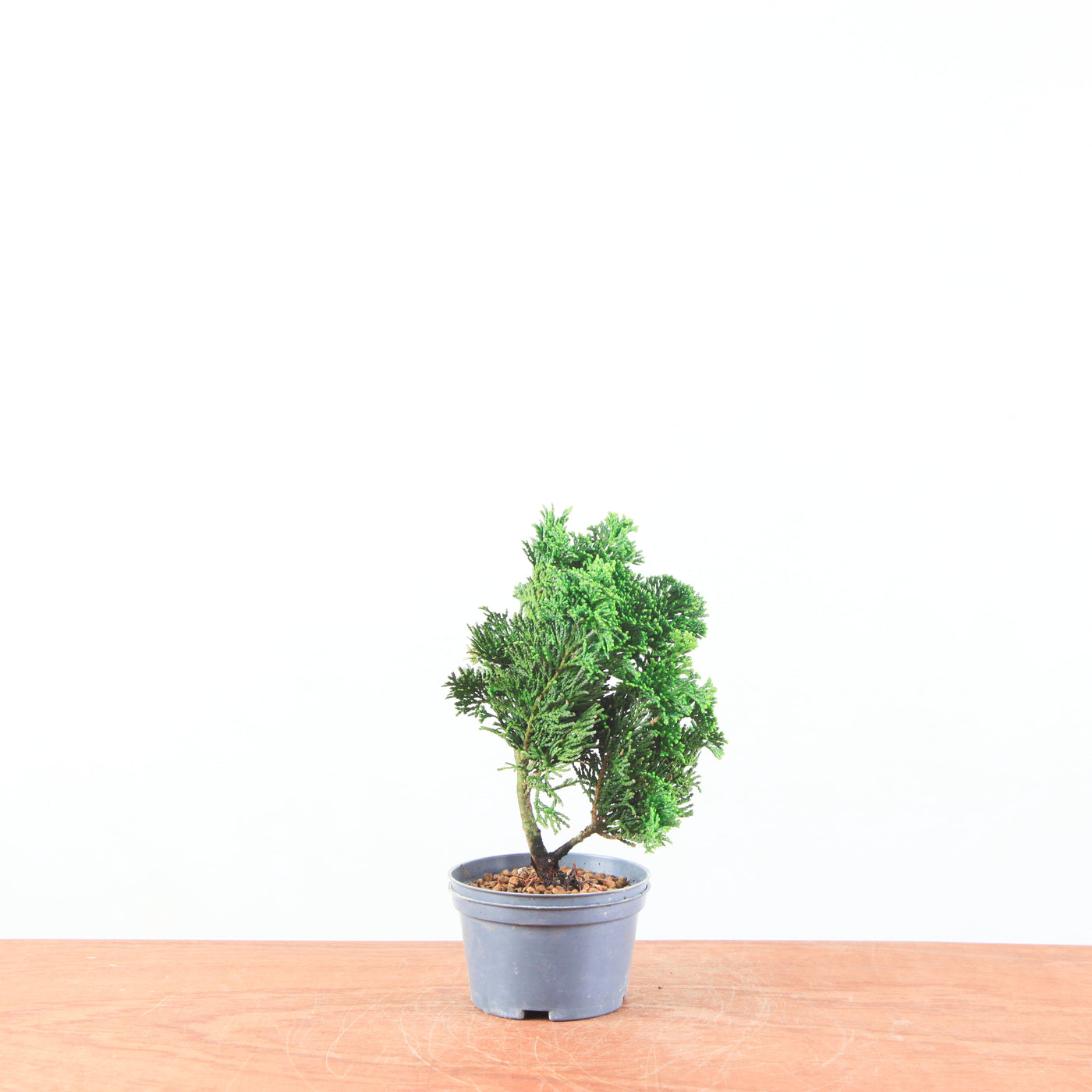 Chamaecyparis obtusa