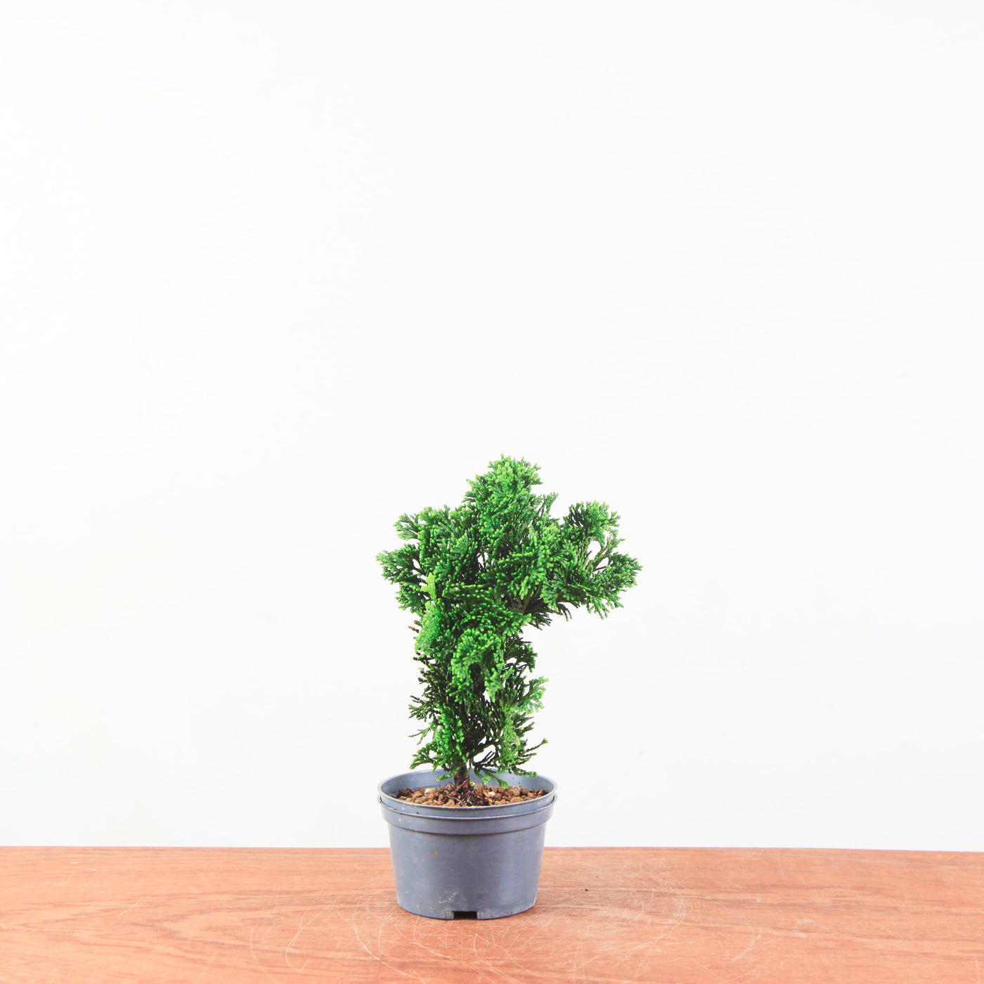 Chamaecyparis obtusa