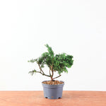 Chamaecyparis obtusa