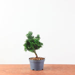 Chamaecyparis obtusa