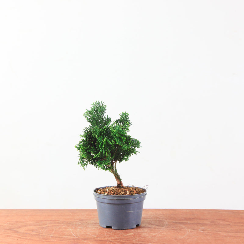 Chamaecyparis obtusa