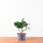 Chamaecyparis obtusa