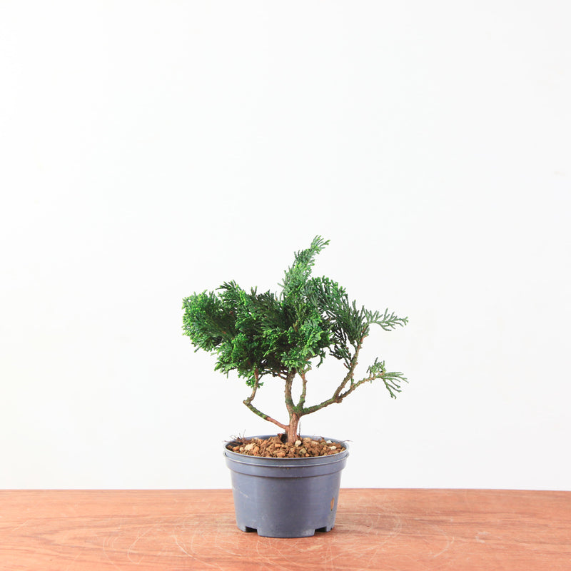 Chamaecyparis obtusa
