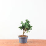 Chamaecyparis obtusa