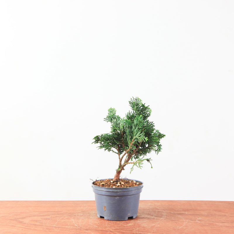 Chamaecyparis obtusa